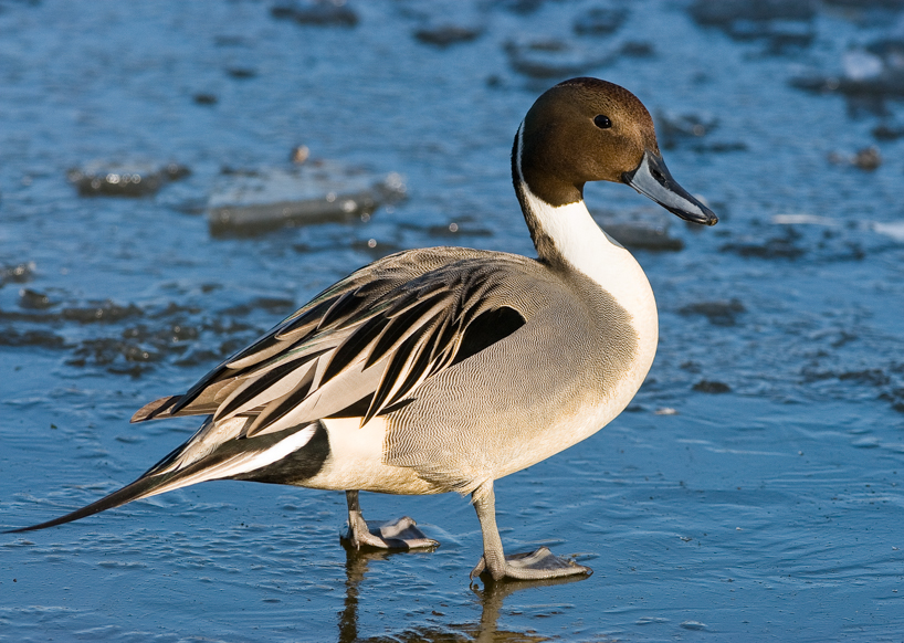 Pintail duck closeup