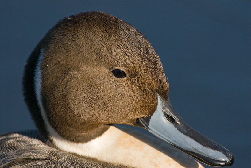 Pintail duck closeup
