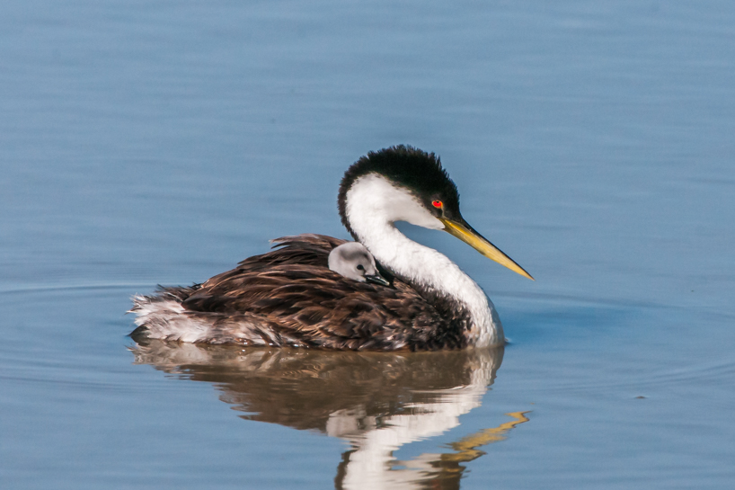 Western grebe with baby