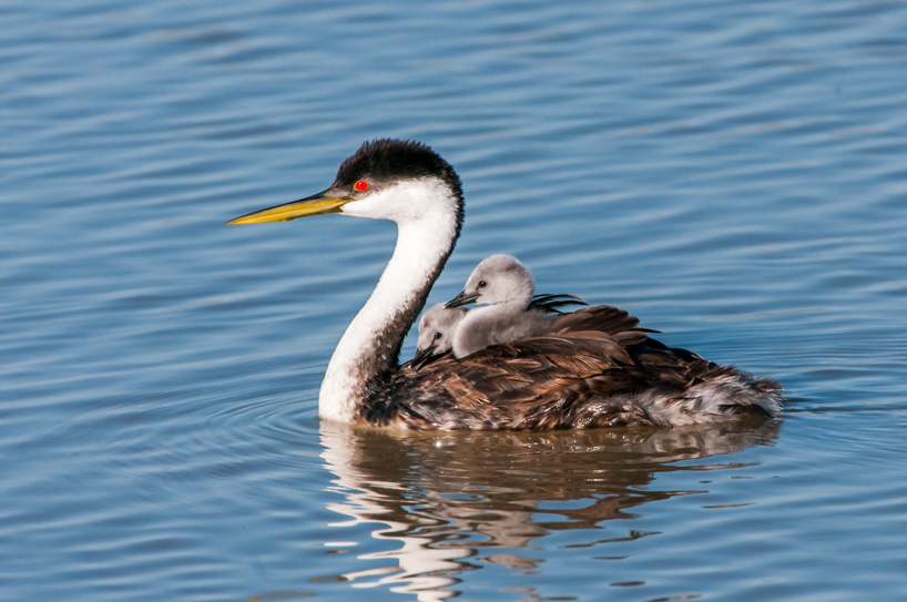 Western grebe with two babies on its back