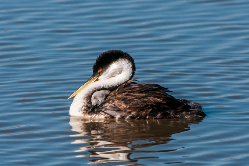 Sleeping western grebe parent and baby