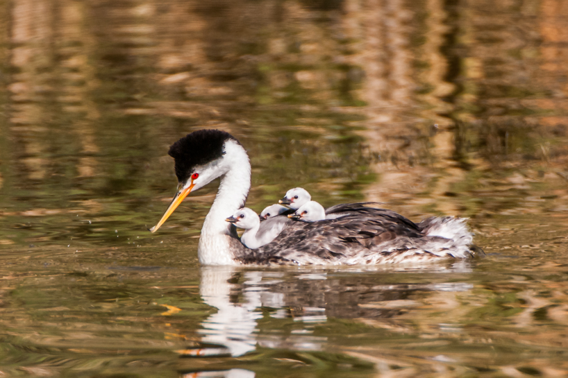 Clark's grebe with 4 babies