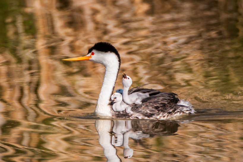 Clark's grebe with babies