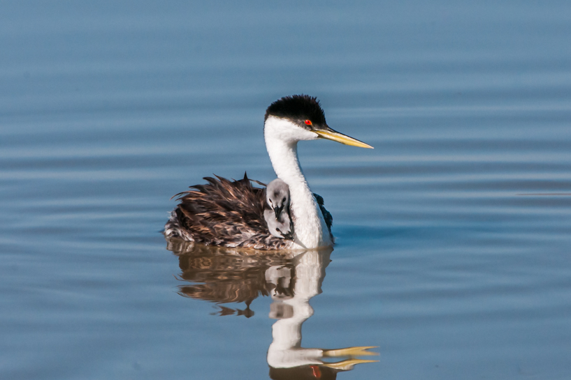 Western grebe with two babies onboard