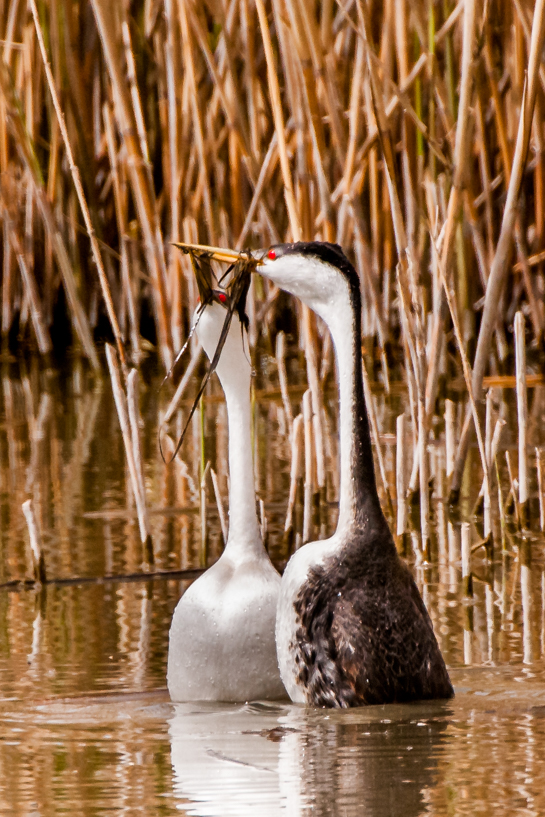 Western grebe weed ceremony