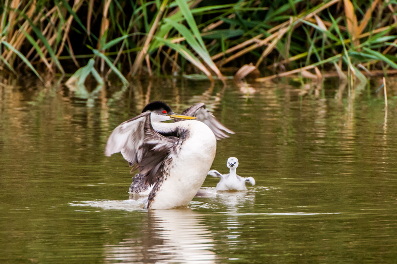 Baby grebe imitates parent's flapping wings