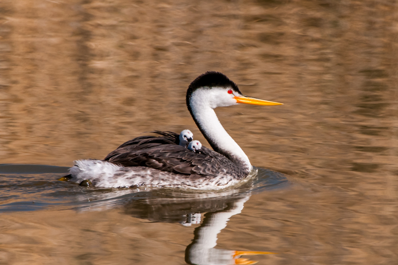 Clark's grebe parent with two babies onboard