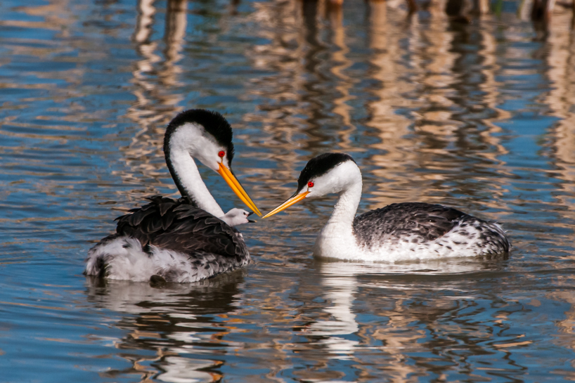 Clark's grebe with one baby