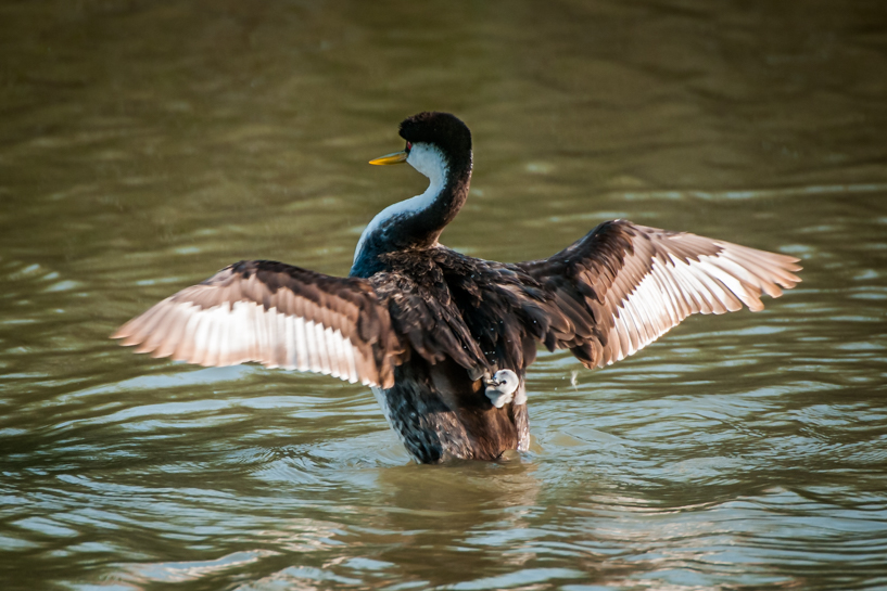 Grebe flaps wings as baby slides off