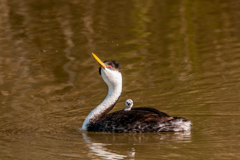 Western grebe displaying with baby on back