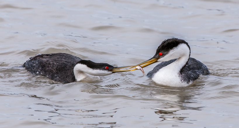 Grebes passing fish back and forth