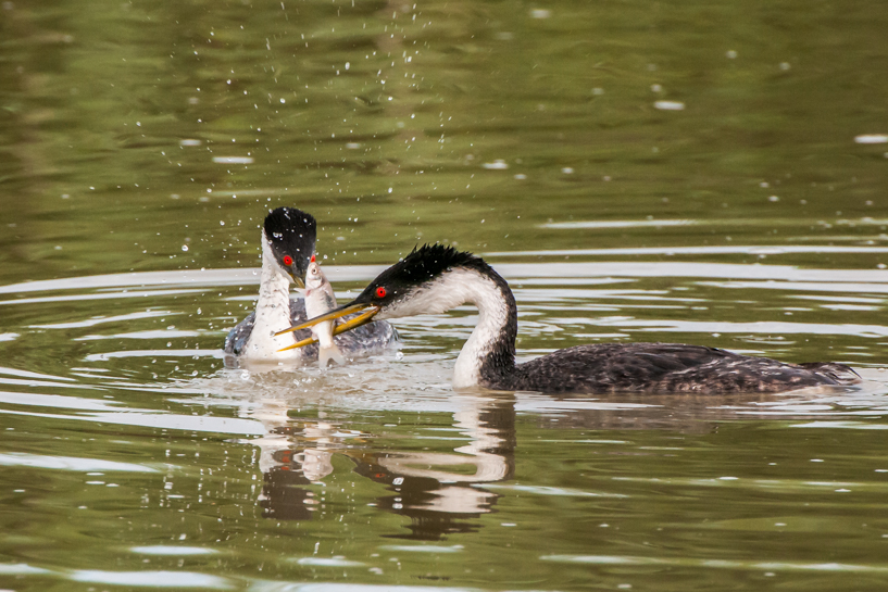 Western grebes territorial display of feeding fish to each other