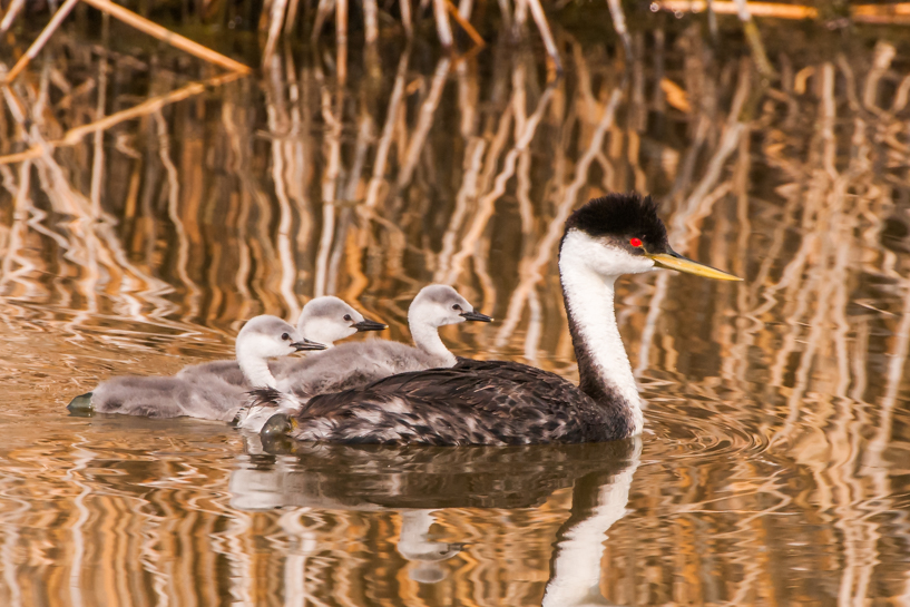 Western grebe parent with 3 chicks