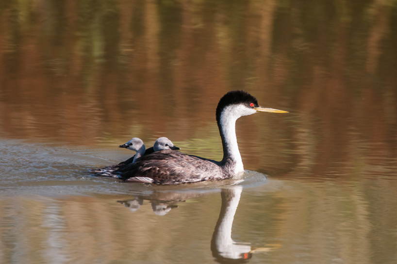 Western grebe with two babies on its back