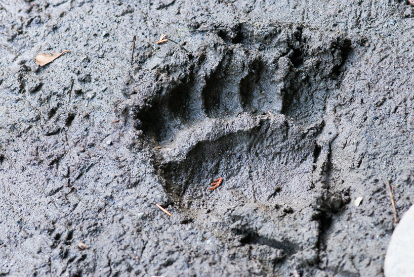 Grizzly bear track / footprint