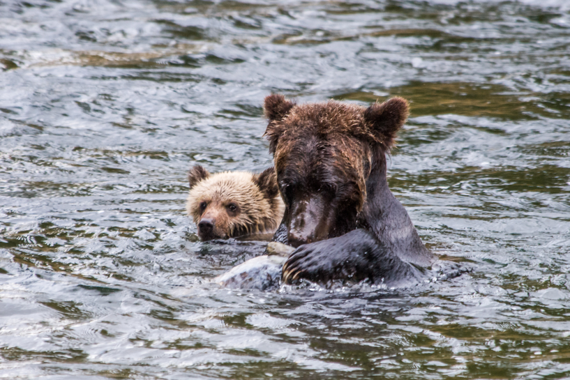 Grizzly bear sow teaches cub to fish