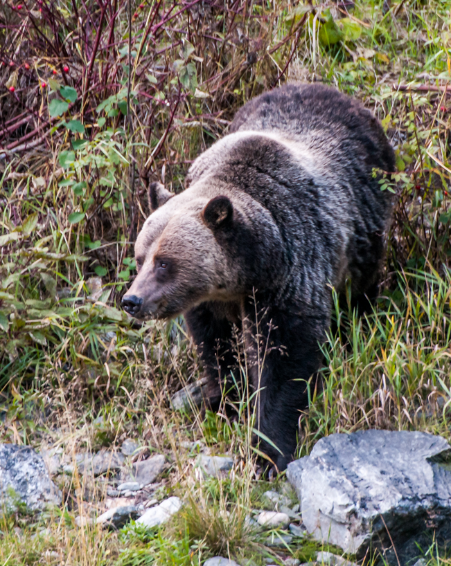 Grizzly bear on the hunt for apples