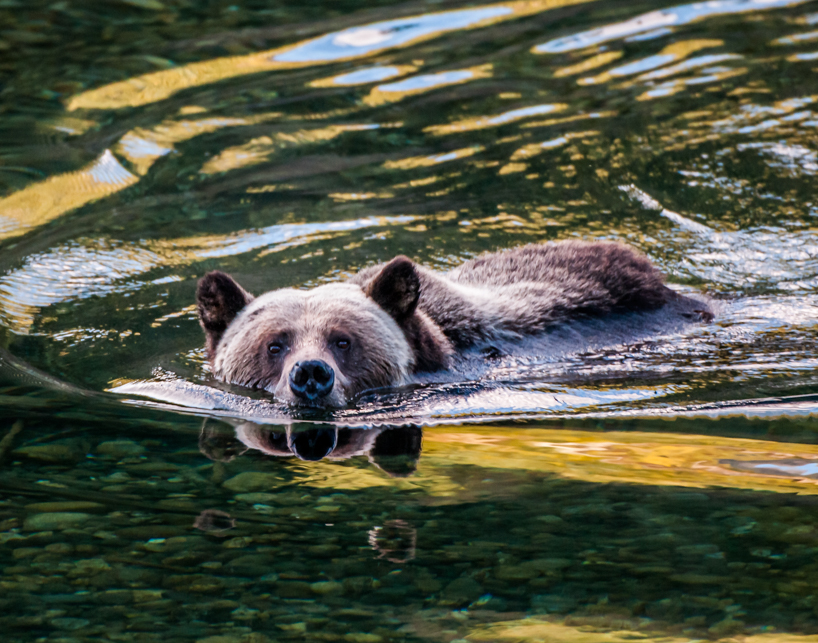 Swimming grizzly bear