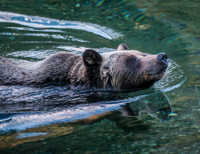 Swimming grizzly bear