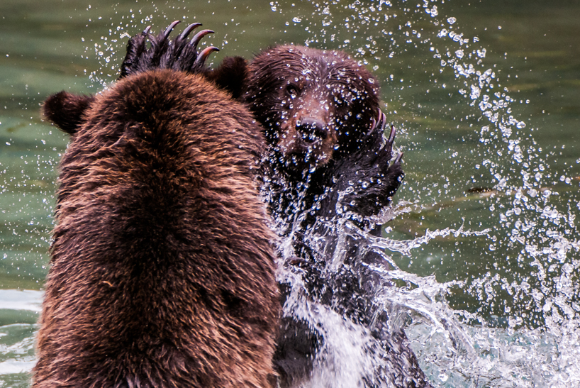 Grizzly bear mom and cub mock fighting