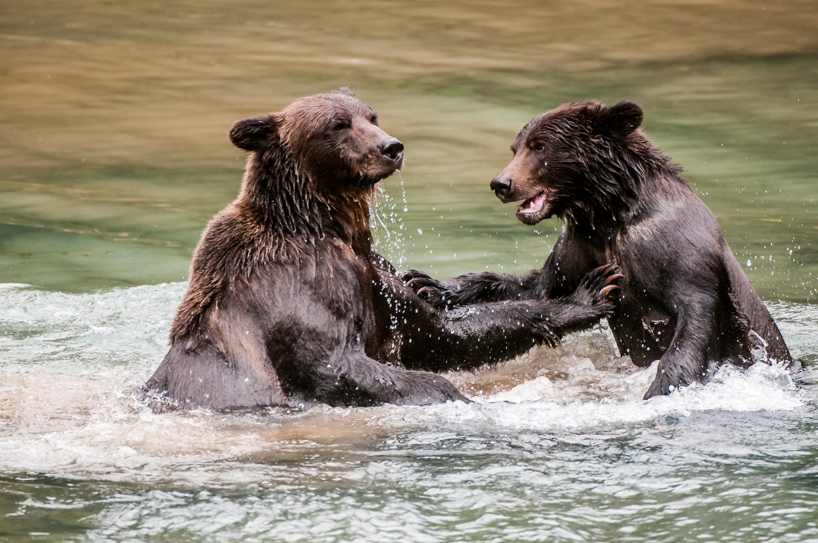 Grizzly bear