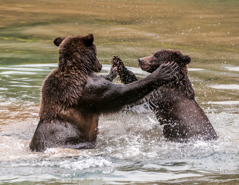 Grizzly bear sow and cub playing
