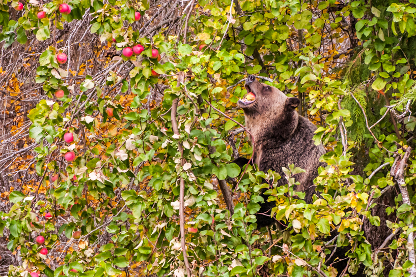 Grizzly bear eating apples