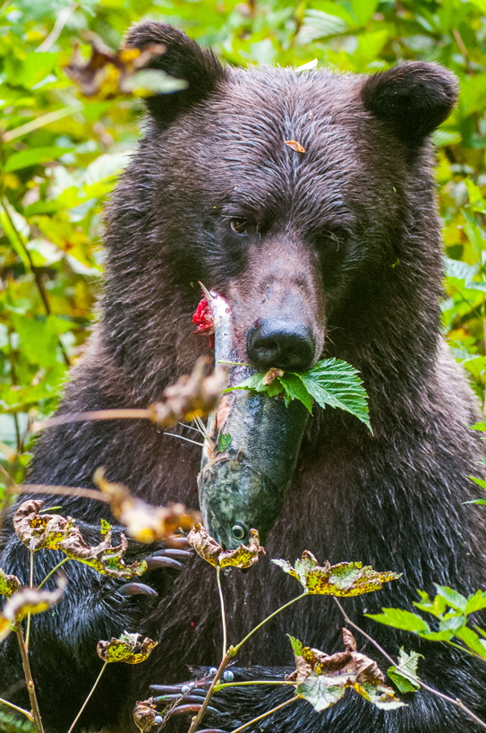 Grizzly bear with salmon in rainforest