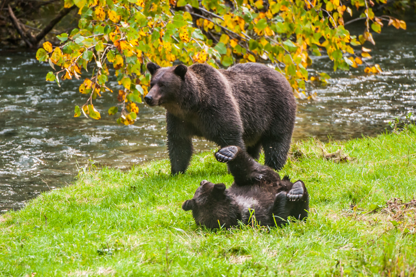 Grizzly bear cub