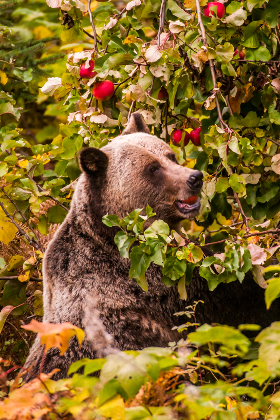Grizzly bear on the hunt for apples
