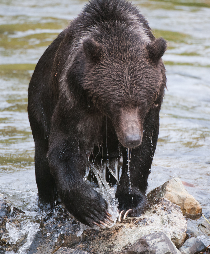 Grizzly bear