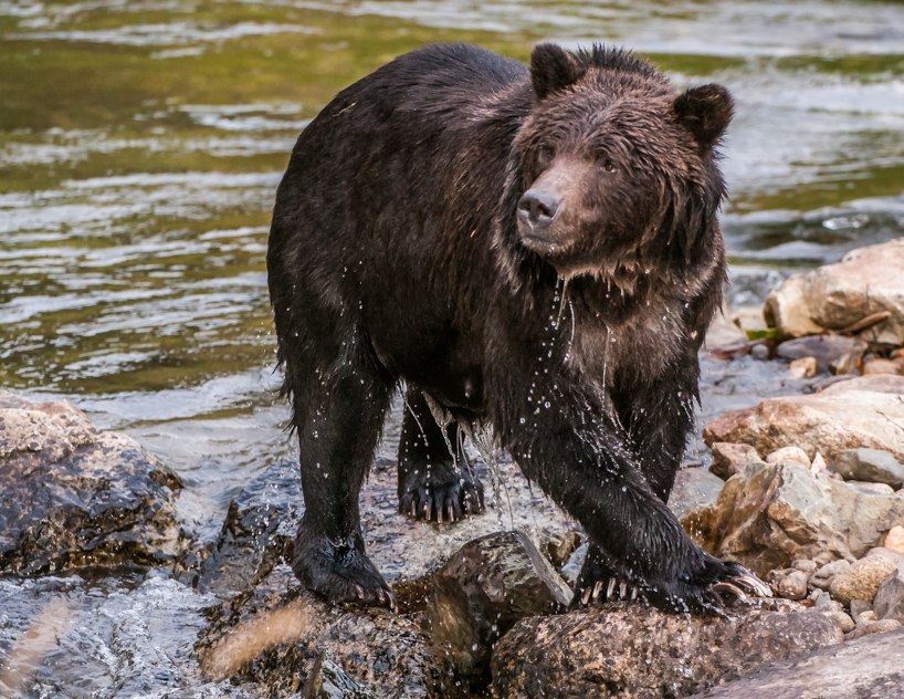 Grizzly bear
