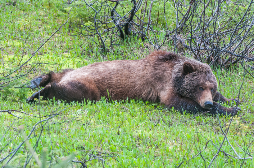 Grizzly bear resting in the spring