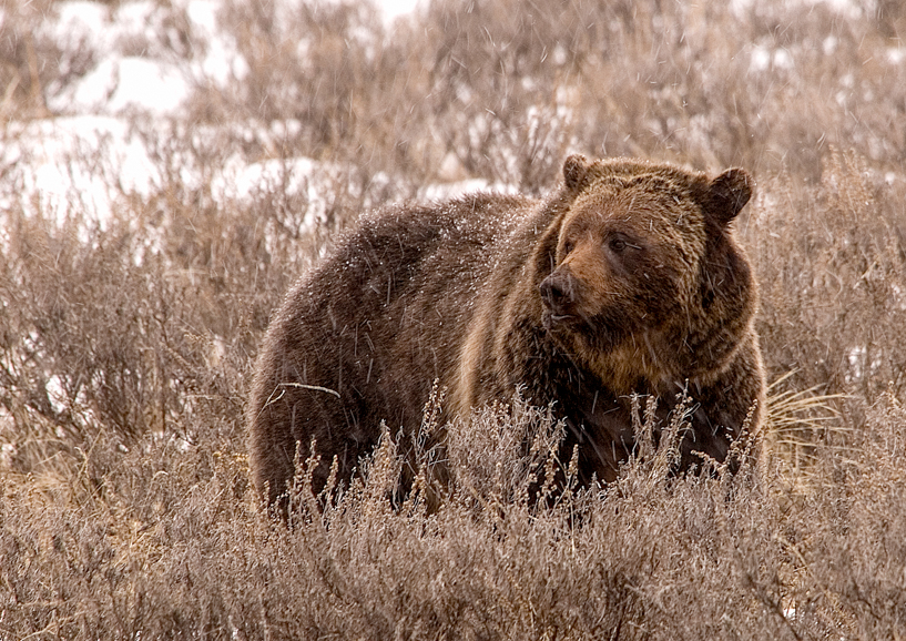 Grizzly bear in Yellowstone National Park