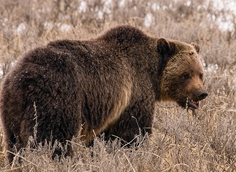 Grizzly bear in Yellowstone National Park