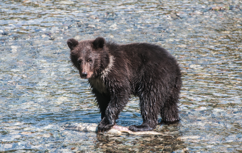 Grizzly bear cub
