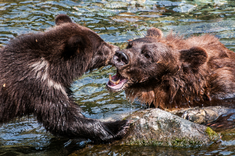 Grizzly bear sow and cub fighting