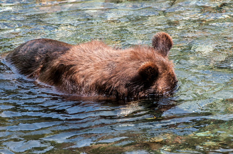 Grizzly bear snorkeling