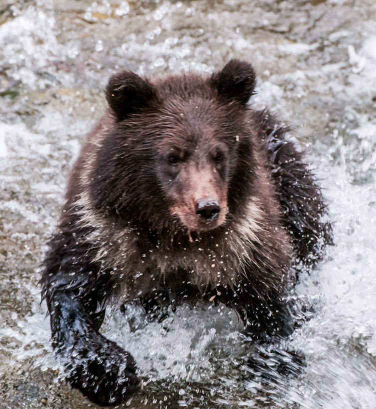 Grizzly bear cub