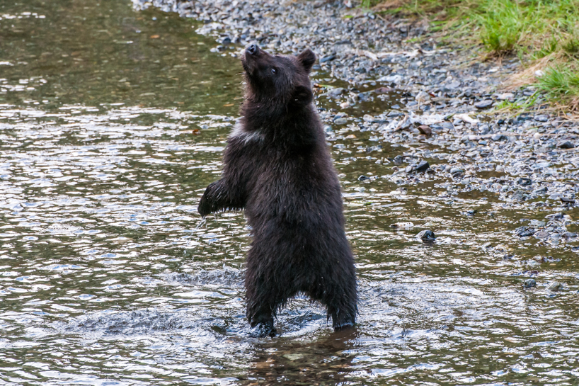 Grizzly bear cub