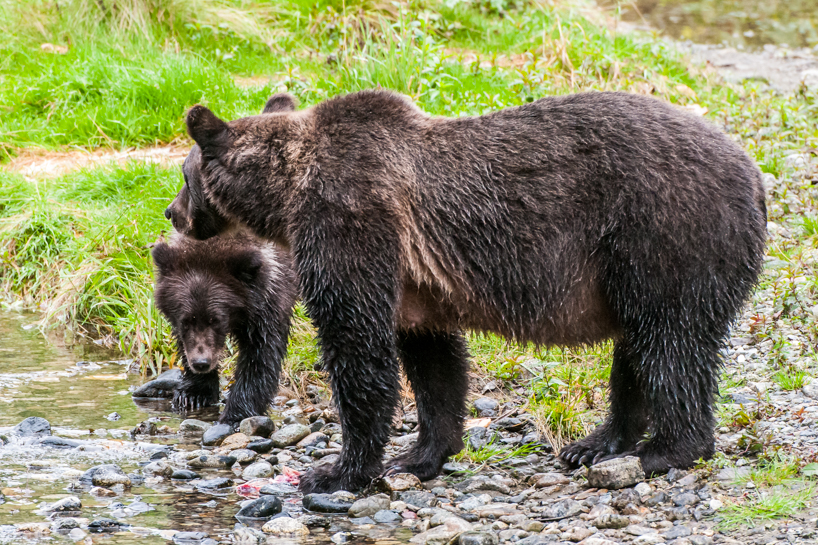 Grizzly bear