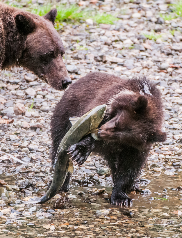 Grizzly bear cub with salmon 