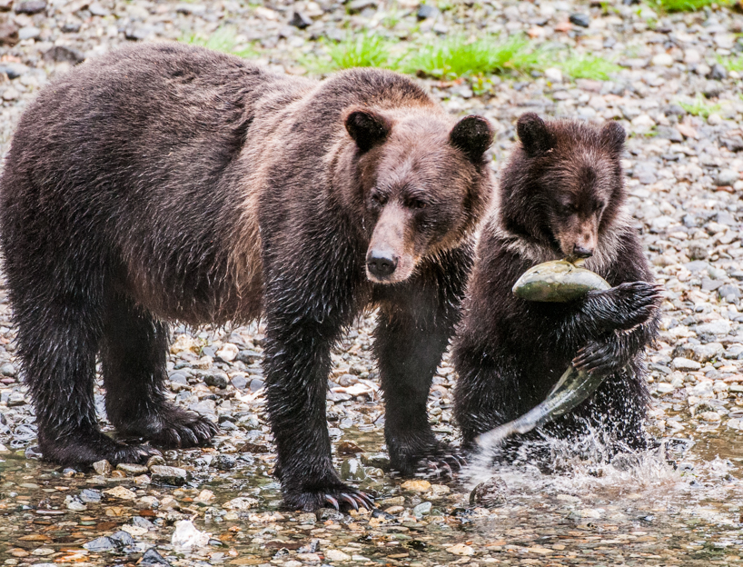 Grizzly bear cub with salmon 