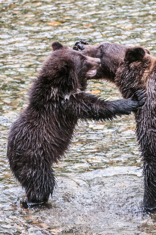 Grizzly bear cub and sow mock fighting