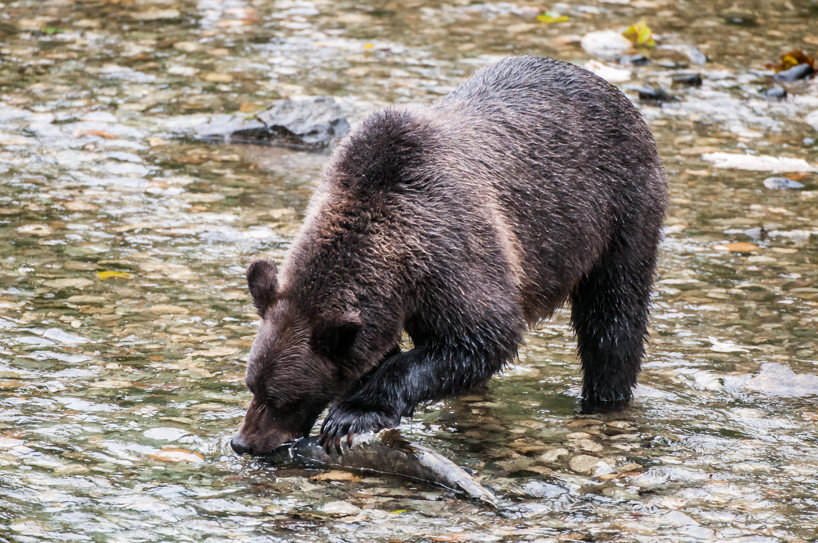 Grizzly bear