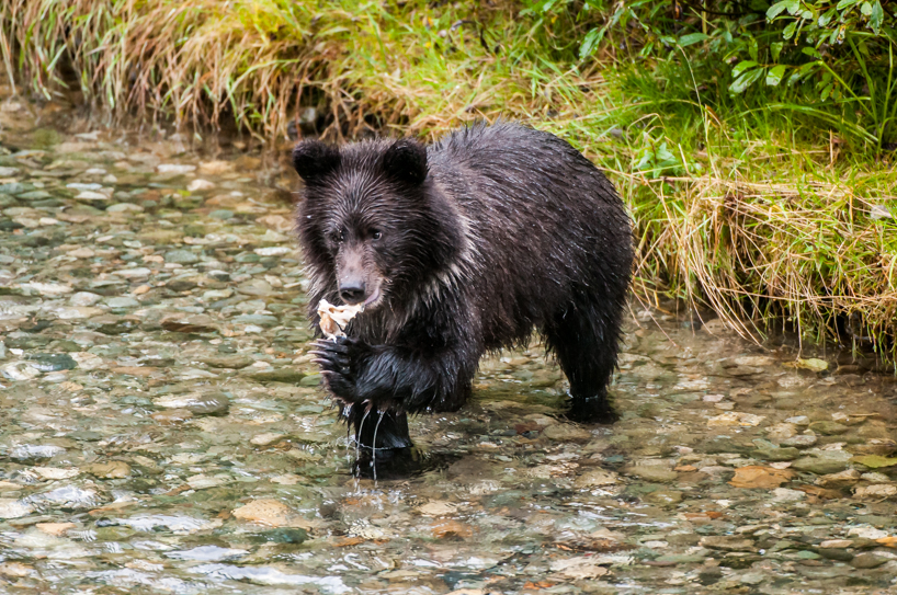 Grizzly bear cub