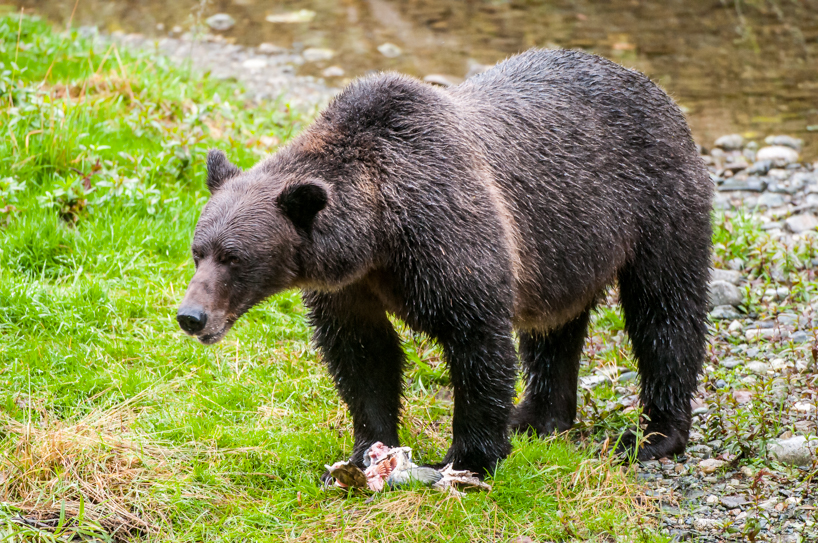 Grizzly bear