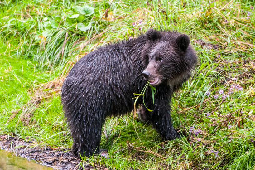 Grizzly bear cub