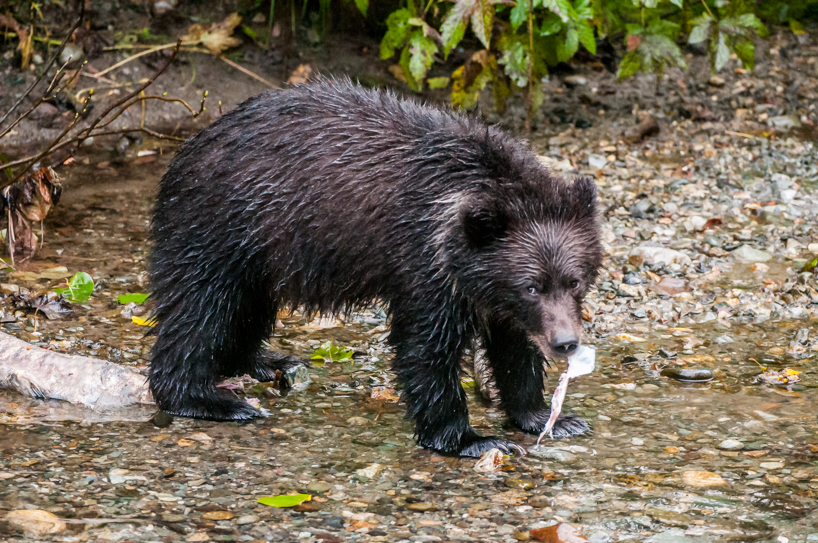 Grizzly bear cub