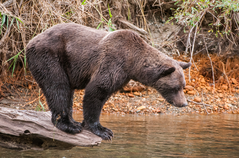 Fishing grizzly bear